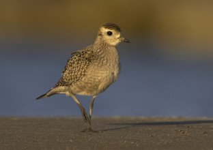 American Golden Plover (Pluvialis dominica), Ohio, USA