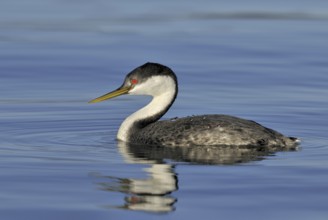 Western Grebe (Aechmophorus occidentalis), British Columbia, Canada