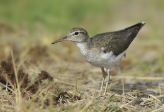 Spotted Sandpiper (Actitis macularius), Texas, USA