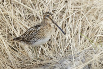 Common Snipe (Gallinago gallinago), Myvatn, Iceland