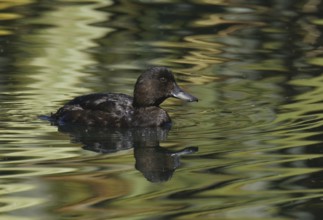 New Zealand Scaup (Aythya novaeseelandiae), New Zealand