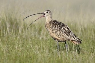 Long-billed Curlew (Numenius americanus), Alberta, Canada