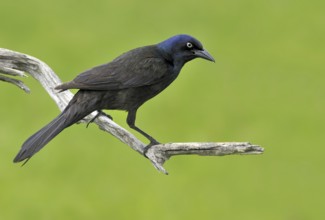 Common Grackle (Quiscalus quiscula), Alberta, Canada