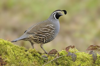 California Quail (Callipepla californica) male, Canada