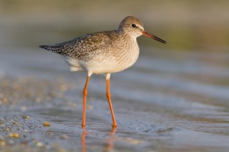 Common redshank (Tringa totanus), walking on marsh, Galicia, Spain