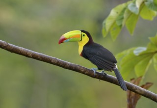 Keel-billed Toucan (Ramphastos sulfuratus) - at Laguna Lagarto Lodge near Boca Tapada, Costa Rica