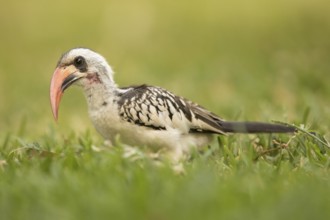 Western Red-billed Hornbill (Tockus kempi), Gambia