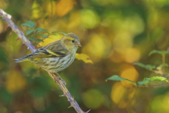 Eurasian Siskin (Spinus spinus) female, Abruzzo, Italy