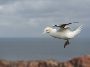 Northern Gannet (Morus bassanus) flying, Schleswig-Holstein, Germany