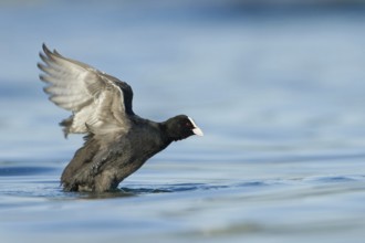 Eurasian Coot (Fulica atra), Zurich, Switzerland