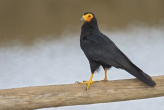 Black Caracara (Daptrius ater) perched on a branch in Manu National Park, Peru