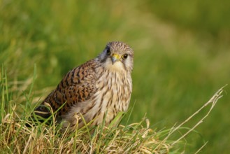 Common Kestrel (Falco tinnunculus), Netherlands