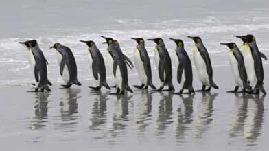 King Penguin (Aptenodytes patagonicus), Falkland Islands