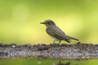 Spotted Flycatcher (Muscicapa striata), Utrecht, Netherlands