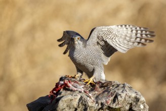 Northern Goshawk (Accipiter gentilis) female, Zaragoza, Spain