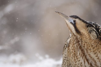 Eurasian Bittern (Botaurus stellaris) male, Nizhegorodskaya, Russia