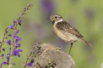 European Stonechat (Saxicola rubicola) female, Grisons, Switzerland