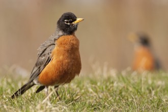 American Robin (Turdus migratorius) male, Michigan, USA