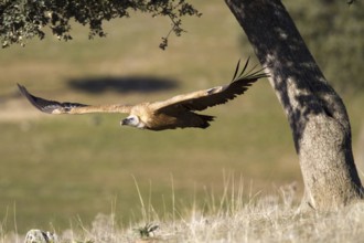 Griffon Vulture (Gyps fulvus) juvenile, Castile-La Mancha, Spain