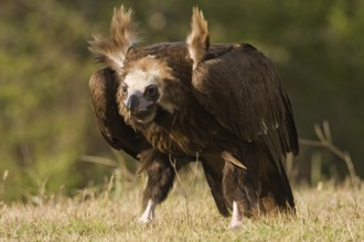 Cinereous Vulture (Aegypius monachus), Madrid, Spain