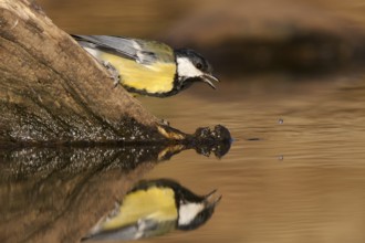 Great Tit (Parus major), Castile-La Mancha, Spain