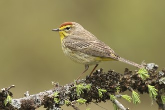 Palm Warbler (Setophaga palmarum palmarum), Michigan, USA