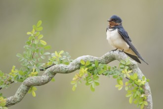 Barn Swallow (Hirundo rustica) perched on a branch, Texas, USA
