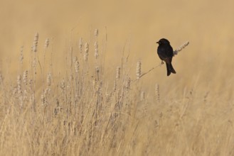 Fork-tailed Drongo (Dicrurus adsimilis), Oshikoto, Namibia