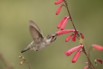 Costa's Hummingbird (Calypte costae) female, California, USA