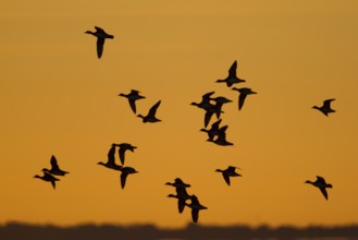 Eurasian Wigeon (Mareca penelope) male flying, Schleswig-Holstein, Germany