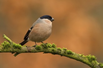 Eurasian Bullfinch (Pyrrhula pyrrhula) male, Utrecht, Netherlands