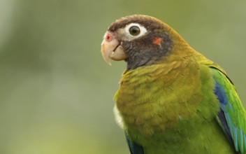 Braunhauben-Papagei (Pyrilia haematotis) im Regenwald von Costa Rica