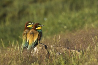 European Bee-eater (Merops apiaster), Madrid, Spain