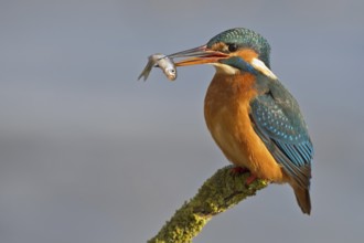 Common Kingfisher (Alcedo atthis) female, Hesse, Germany