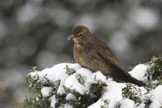 Common Blackbird (Turdus merula) female, North Rhine-Westphalia, Germany