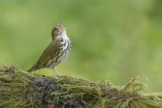 Ovenbird (Seiurus aurocapilla) singing, perched on a mossy log, Minnesota, USA