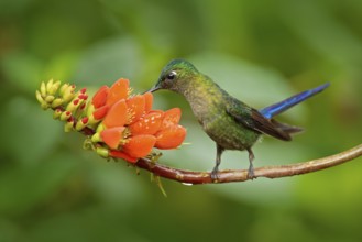 Long-tailed Sylph, Aglaiocercus kingi, rare hummingbird from Peru, green-blue bird flying next to