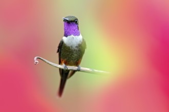 Hummingbird from Colombia in bloom flower, Colombia, wildlife from tropic jungle. Wildlife scene