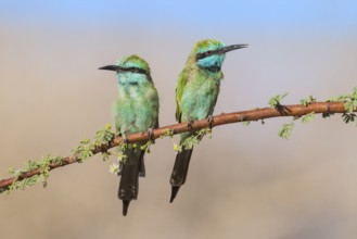 Green Bee-eater (Merops orientalis) pair, Eilat, Israel