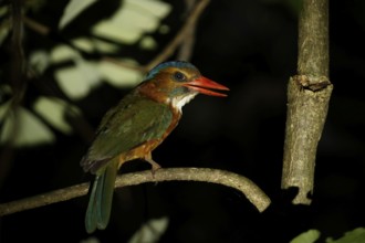 Green-backed Kingfisher (Actenoides monachus) female perched on a branch, Sulawesi Utara, Indonesia