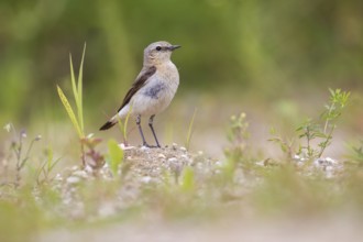 Northern Wheatear (Oenanthe oenanthe) female, Poland