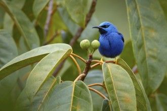 Blue tropic bird, close-up portrait. Shining Honeycreeper, Cyanerpes lucidus, wildlife from Costa