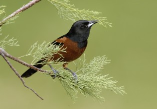 Orchard Oriole (Icterus spurius) male, Texas, USA