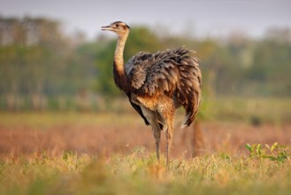 Wildlife scene from Brazil. Bird with long neck. Greater Rhea, Rhea americana, big bird with fluffy