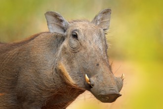 Common warthog, brown wild pig with tusk. Close-up detail of animal in nature habitat. Wildlife