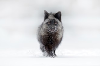 Black silver fox, rare form. Dark red fox hunting in snow meadow forest. Wildlife scene from wild
