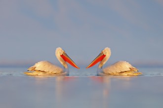 Bird in the water. Dalmatian pelican, Pelecanus crispus, landing in Lake Kerkini, Greece. Pelican