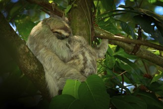 Sloth with young baby. Beautiful animal in nature habitat. Linnaeus's two-toed Sloth, Choloepus