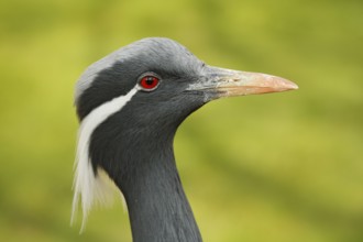 Detail portrait of beautiful crane. Bird in green nature habitat, India, Asia. Wildlife scene from