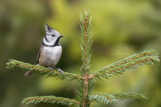 European Crested Tit (Lophophanes cristatus) perched on a spruce branch, Poland